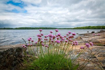 Thrift pink flowers on Swedish sea coast
