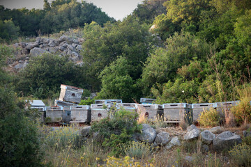 A bee graveyard - The abandoned hives of a Turkish beekeeper on the Aegean coast. Decaying wood is...