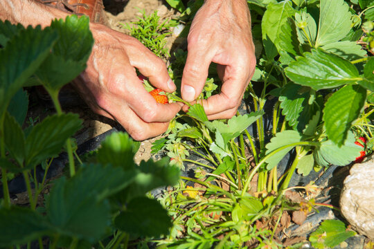 Strawberry Harvest strawberry picking
strawberry farming

