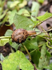 Snail taking it's time