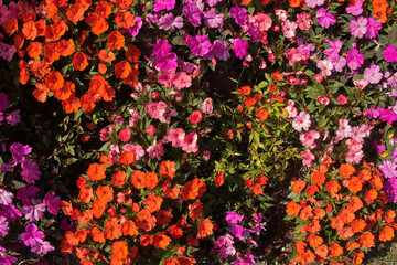 Colorful pink, orange and magenta Impatiens sultanii (balsam, sultana or busy Lizzie)
