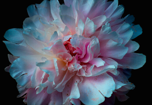 delicate pink peony bud close-up