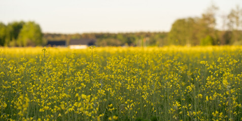 yellow blooming rapeseed field in sweden, rapeseed flowers closeup background