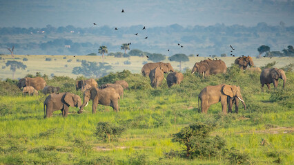 Large herd of African Eephants, Loxodonta africana feeding in Murchison Falls National Park, Uganda - obrazy, fototapety, plakaty