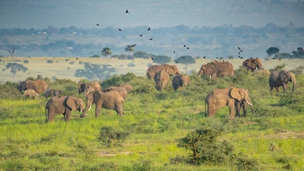 Foto op Aluminium Large herd of African Eephants, Loxodonta africana feeding in Murchison Falls National Park, Uganda © Tom