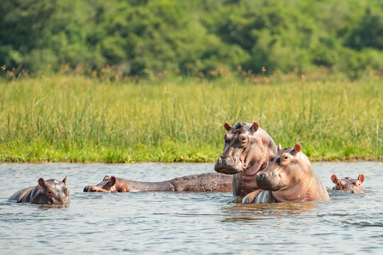 Family of Hippos (Hippopotamus amphibius) posing in Murchison falls National Park, Uganda, Africa

