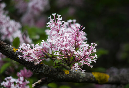 delicate lilac flowers in spring