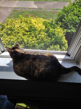 Cat Laying In The Sun On A Windowsill 