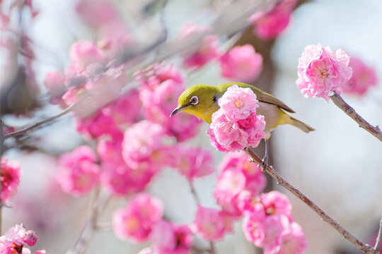 Japanese white-eye on plum blossom tree