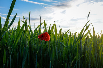 red poppy field