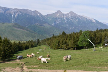 Słowacja, Tatry Bielskie, góry, Park Narodowy, TANAP, 