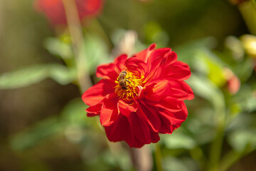 bee on red flower