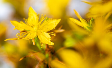 Hypericum tomentosum L.