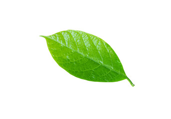 Fototapeta na wymiar Avocado or Persea americana leaf isolated on white