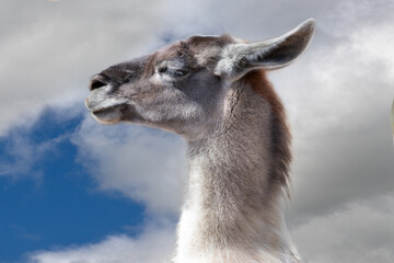 A llama in love,  formerly llama a domestic species of cloven-hoofed mammal from the camelid family. Occurs in South America.  