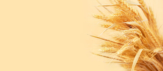 Golden wheat spikelets on color background with space for text, closeup - obrazy, fototapety, plakaty
