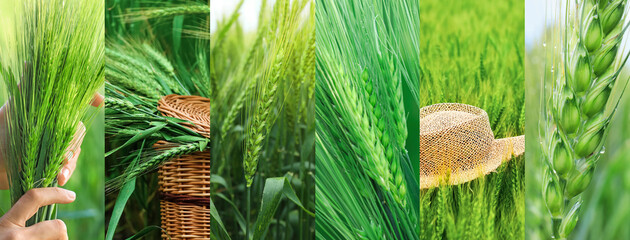 Collage with green wheat spikelets