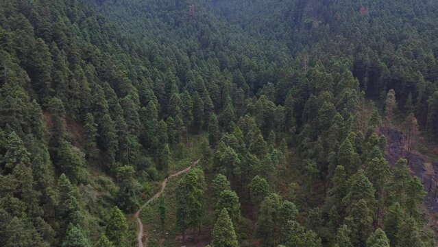 Pine forest in the mountains aerial shot