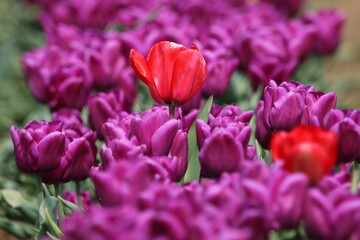 Fototapeta premium A Day at the Tulip Farm