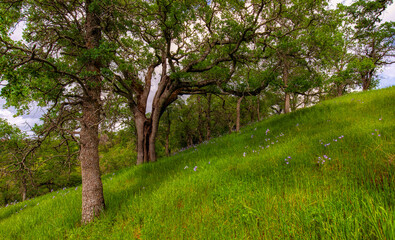 Fototapeta na wymiar Foothills walk with Spring grass, flowers and trees