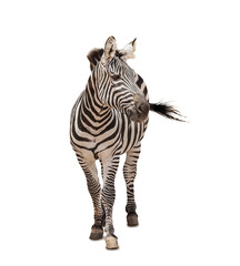African zebra isolated on white