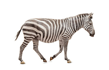 African zebra isolated on white