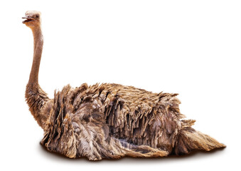 African ostrich isolated on white