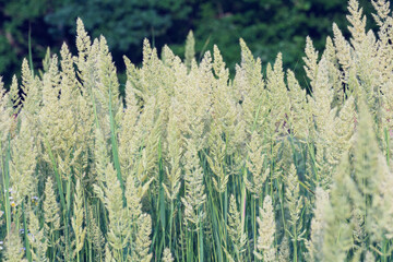 Herbaceous perennial plant Calamagrostis epigejos in the rays of the setting sun. Macro photography. Cereals. Weed. Used as a medicinal plant.
