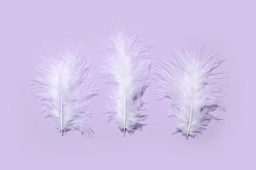 Beautiful feathers on purple background