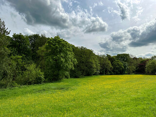 Rain clouds, over a large field with buttercups, and old trees near, Settle, UK