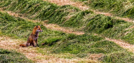 A Red Fox in a Silage field, Castlewellan, County Down, Slieve Croob and Mourne Area of Outstanding Natural Beauty. Northern Ireland