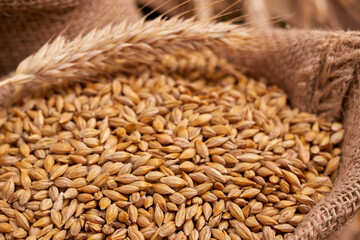 barley grain on the wooden background