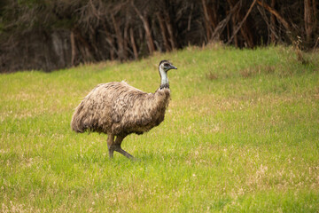 Emu in African safari