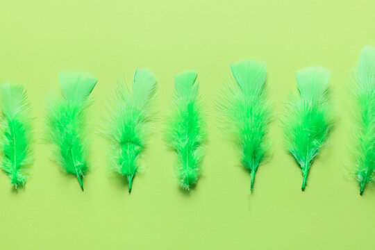 Green Feathers Images – Browse 1,338,698 Stock Photos, Vectors, and Video