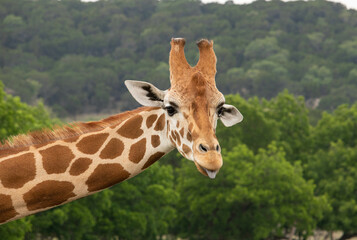 Giraffe in African safari funny