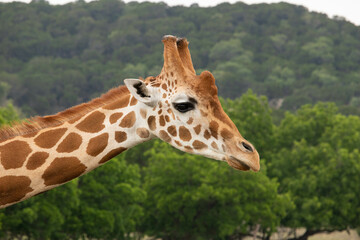 Giraffe in African safari funny