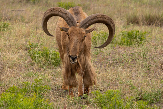 Aoudad in African safari