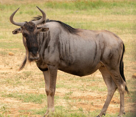 Obraz premium Wildebeest in African safari
