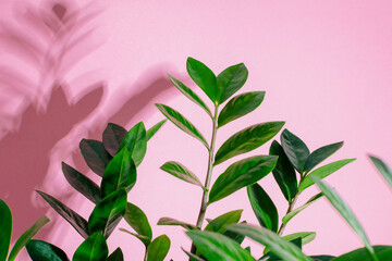Close-up green leaves of home plant zamioculcas at pink background.