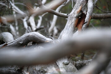 Fallen tree branches in the forest. In a pine forest on the ground lies a long-fallen tall pine tree. She has long curved branches without bark and needles. The branches have turned white with time.