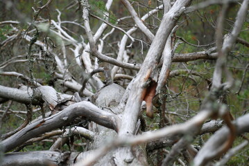 Fallen tree branches in the forest. In a pine forest on the ground lies a long-fallen tall pine tree. She has long curved branches without bark and needles. The branches have turned white with time.