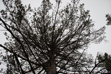 The top of a tall pine. Against the background of a white sky, almost entirely covered with white cumulus clouds, a tall pine tree with spreading branches and green needles grows.