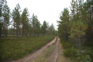 Sandy road in a coniferous forest. Among pine trees with brown trunks and green crowns there is a sandy forest road going into the distance around the bend. Grasses and moss grow along the road.