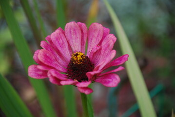 Dark pink zinnia. Zinnia blooms on a thin long green stem. Flower with long dark pink petals. The core is yellow. Around grow yellow daisies, green herbs.