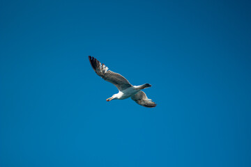 Seagull flying with the wings spread out and a lovely sky in the background.