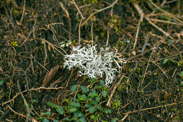 Antler  lichen in the Great Smoky Mountains