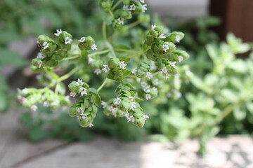 plant, flower, nature, leaf, spring, garden, tree, herb, summer, branch, flowers, blossom, closeup, fresh, white, leaves, beauty, flora, foliage, grass, macro, bloom, thyme, green, freshness, oregano,