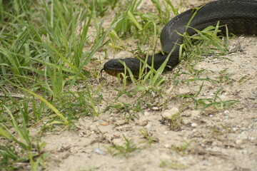Banded water snake at the Lake Apopka Wildlife Drive in Florida