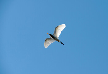 Cattle Egret (Bubulcus ibis) flying