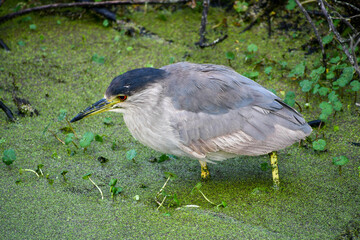 Black capped night heron fishing in the Orlando Wetlands